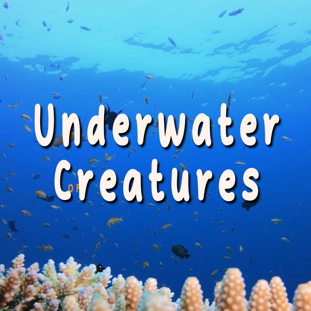 Preview image for Relaxation: Underwater Creatures